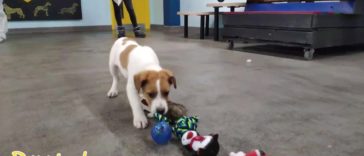 At This Particular Animal Shelter Dogs Get To Choose The Christmas Gifts They Like