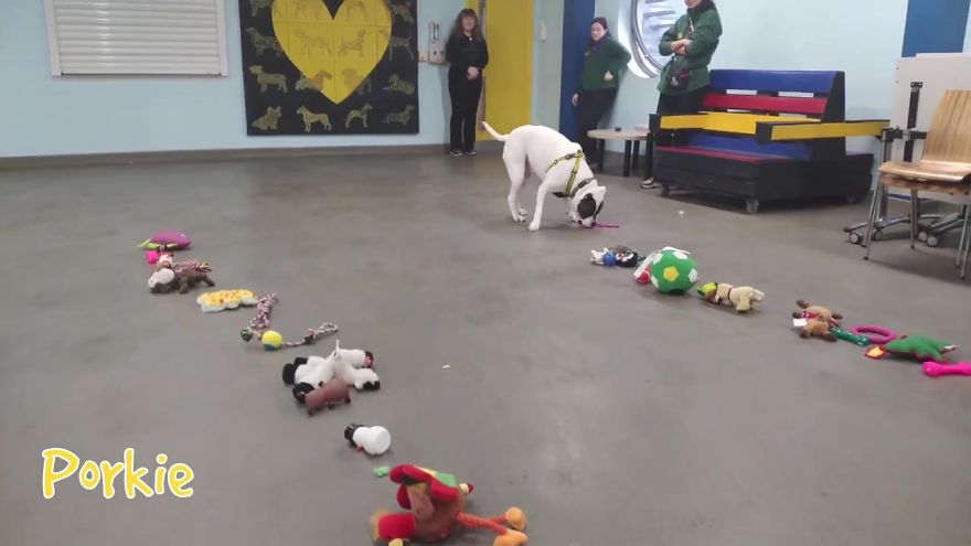At This Particular Animal Shelter Dogs Get To Choose The Christmas Gifts They Like