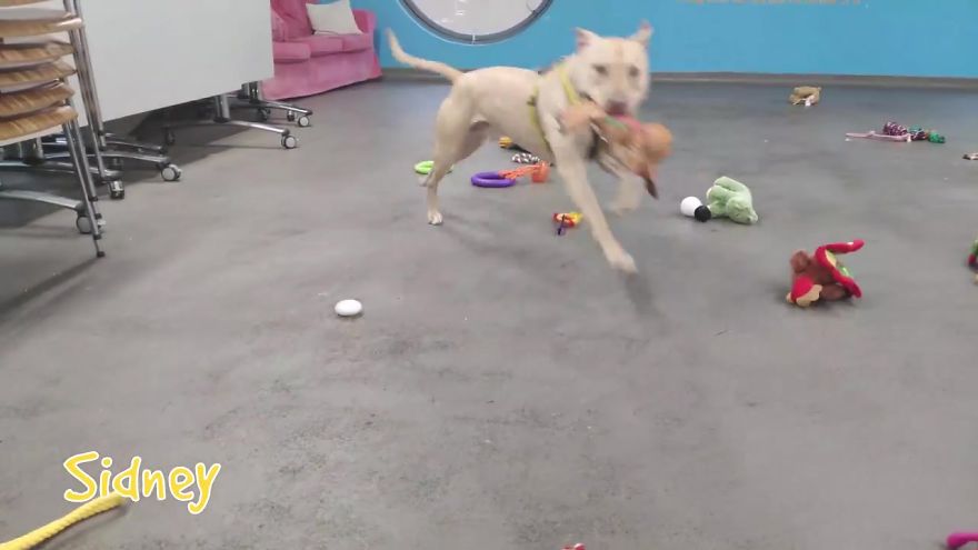 At This Particular Animal Shelter Dogs Get To Choose The Christmas Gifts They Like