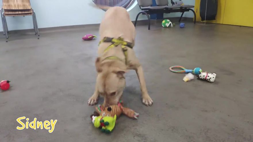 At This Particular Animal Shelter Dogs Get To Choose The Christmas Gifts They Like