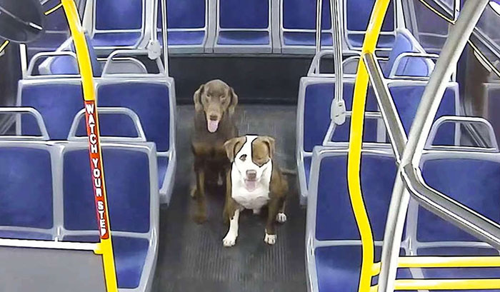 A Bus Driver Finds 2 Dogs Lost On A Roadside And Then Helps Them reunite With Their Owners Right Before The Holidays