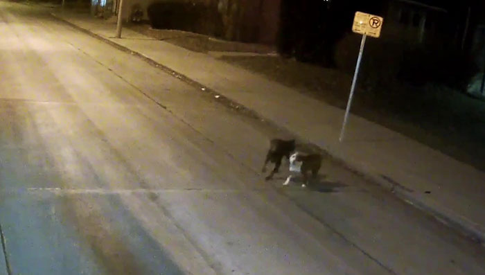 A Bus Driver Finds 2 Dogs Lost On A Roadside And Then Helps Them reunite With Their Owners Right Before The Holidays