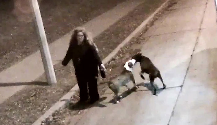 A Bus Driver Finds 2 Dogs Lost On A Roadside And Then Helps Them reunite With Their Owners Right Before The Holidays