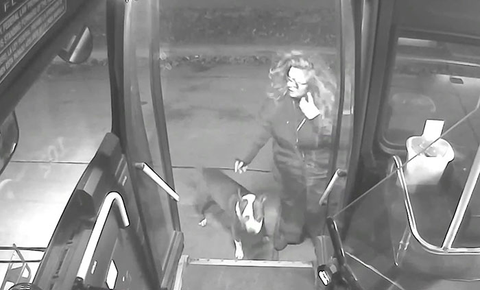 A Bus Driver Finds 2 Dogs Lost On A Roadside And Then Helps Them reunite With Their Owners Right Before The Holidays