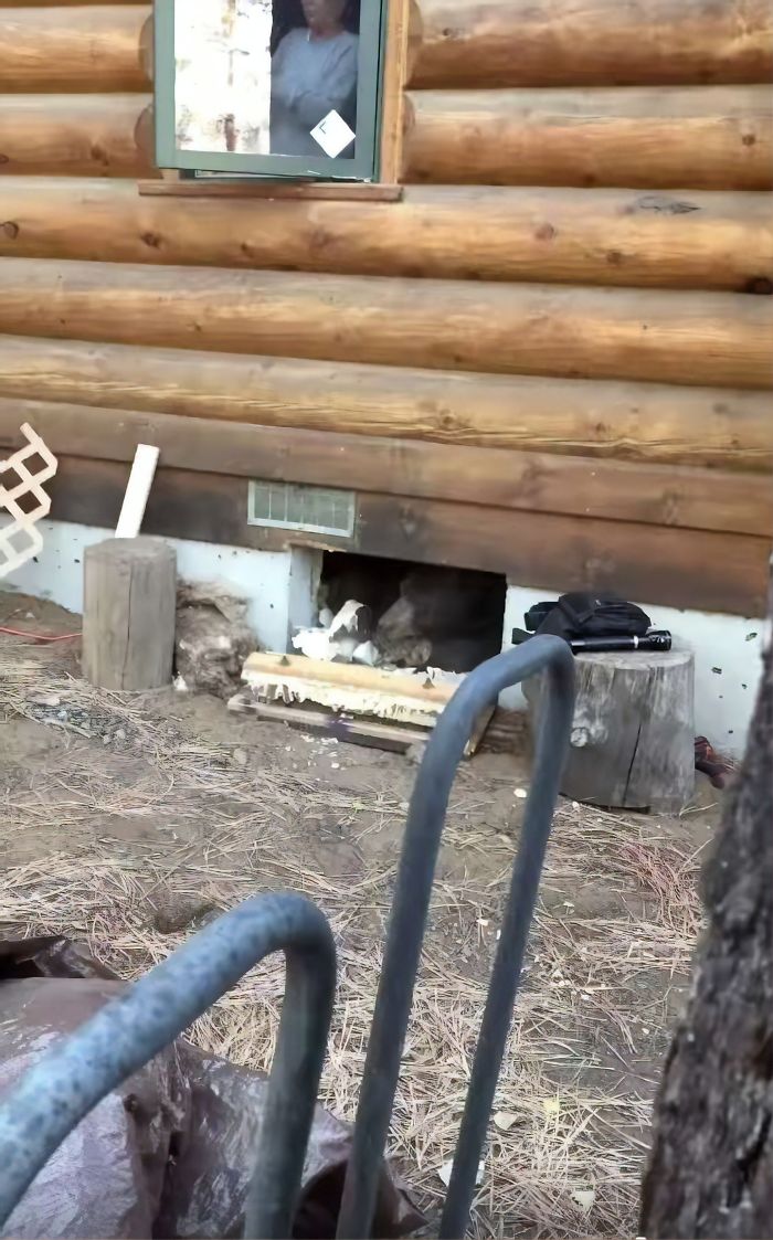 Family Shocked & Horrified to Learn that a Giant Bear Has Been Living Under Their Home