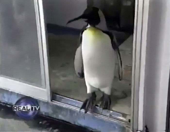 A Rescued King Penguin's Family Taught It How To Buy Fish From Fish Market On Its Own