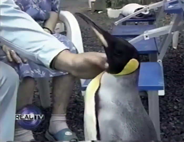 A Rescued King Penguin's Family Taught It How To Buy Fish From Fish Market On Its Own