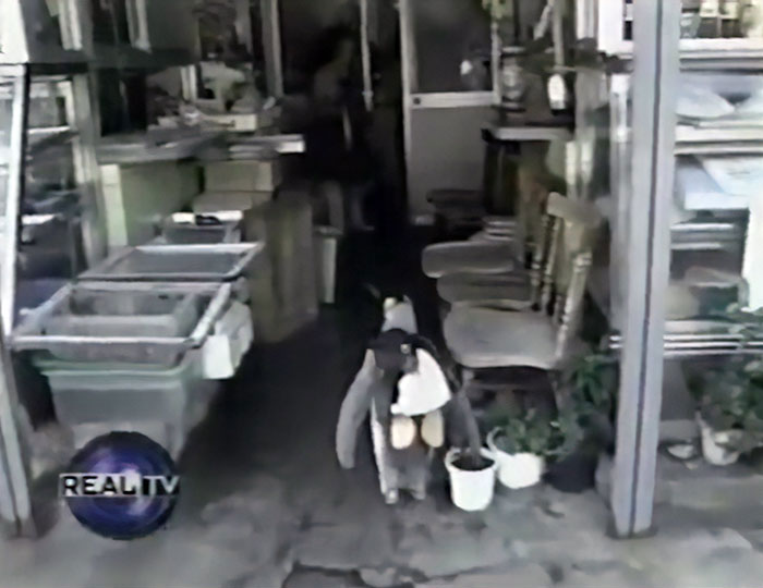 A Rescued King Penguin's Family Taught It How To Buy Fish From Fish Market On Its Own