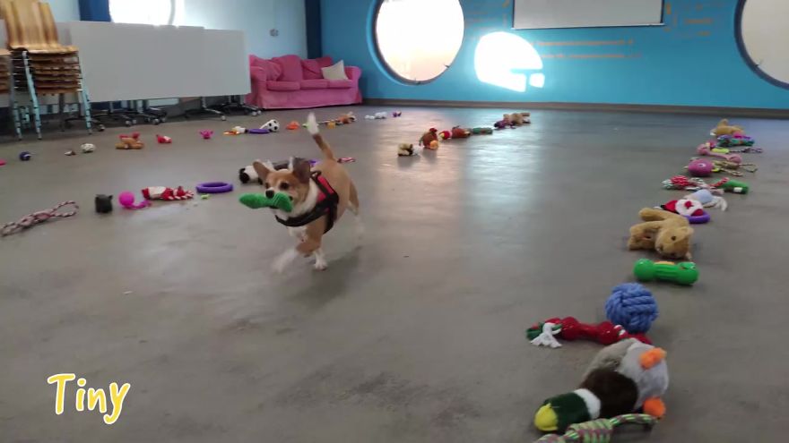 At This Particular Animal Shelter Dogs Get To Choose The Christmas Gifts They Like