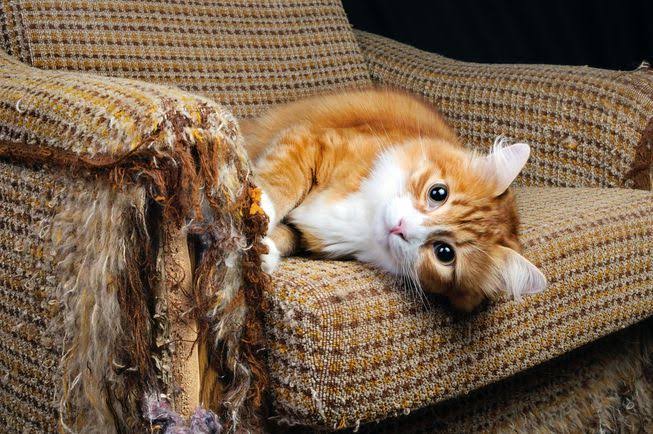 Mistakes Every Cat Owner Should Avoid