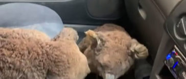 Australian Teens Drives Around To Search And Save As Many Koalas As They Can