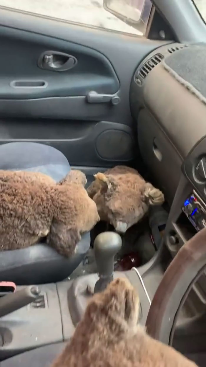 Australian Teens Drives Around To Search And Save As Many Koalas As They Can