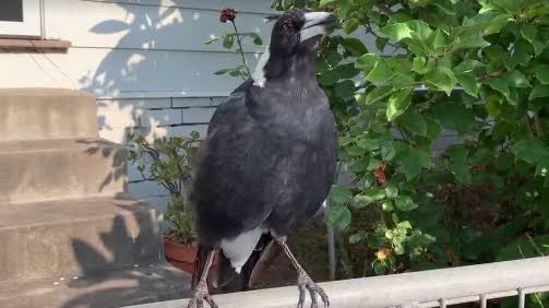 An Australian magpie mimics the sound of the emergency sirens perfectly