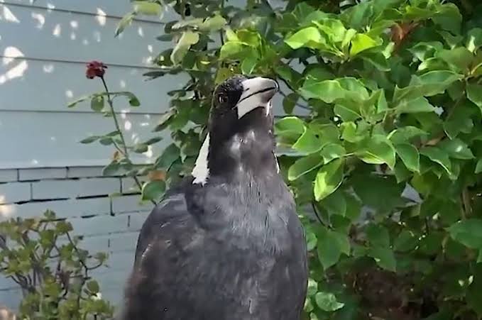 An Australian magpie mimics the sound of the emergency sirens perfectly