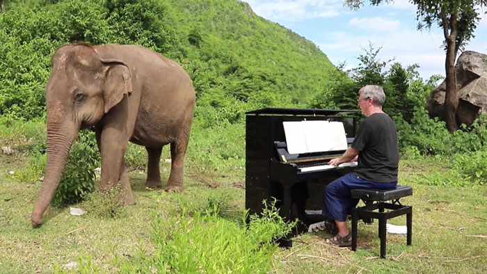 Blind Elephant Starts Dancing After The Pianist Plays Piano For Comforting Her