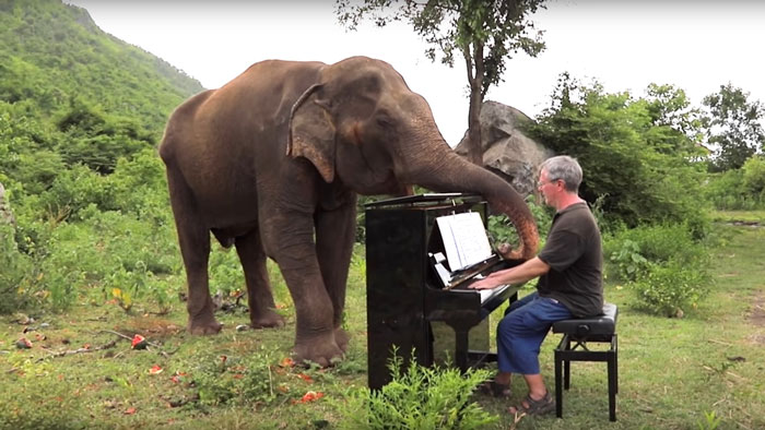 Blind Elephant Starts Dancing After The Pianist Plays Piano For Comforting Her
