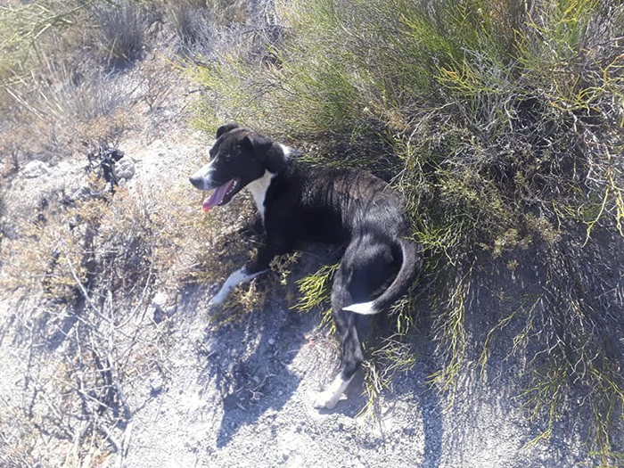 Cyclist Stops During His Practice For Helping The Dehydrated Dog And Carries It To Shelter On His Back