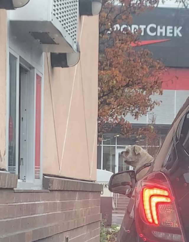 Hungry and Excited Dog Could Barely Wait For His Order At A Starbucks Drive-Through
