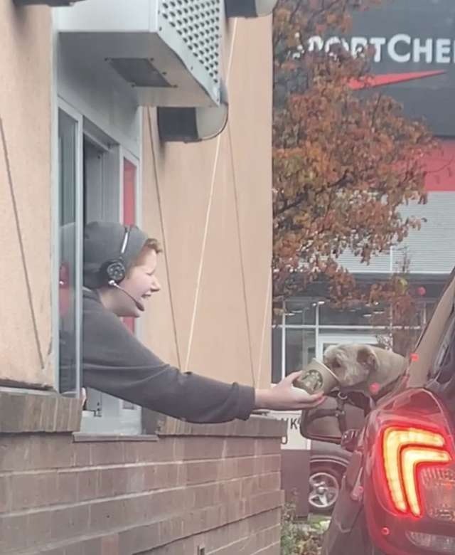 Hungry and Excited Dog Could Barely Wait For His Order At A Starbucks Drive-Through