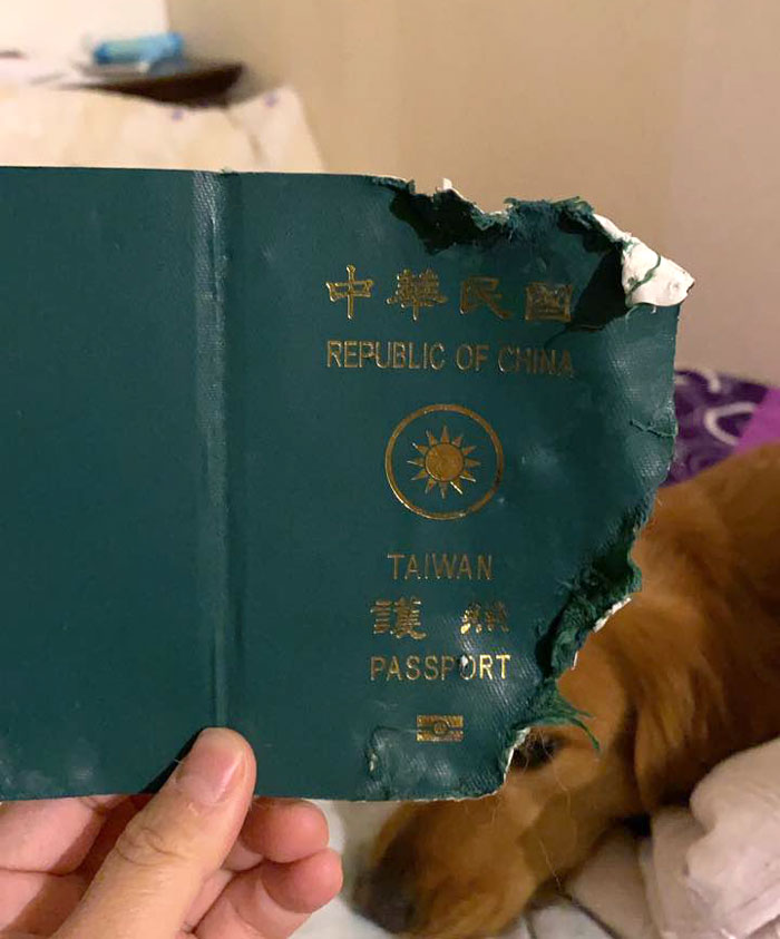 Dog Destroys Owner's Passport and stops her from going to Wuhan; Potentially Saving Owner's Life