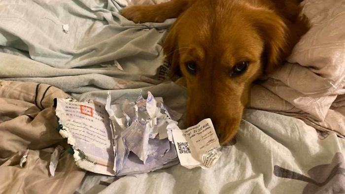 Dog Destroys Owner's Passport and stops her from going to Wuhan; Potentially Saving Owner's Life