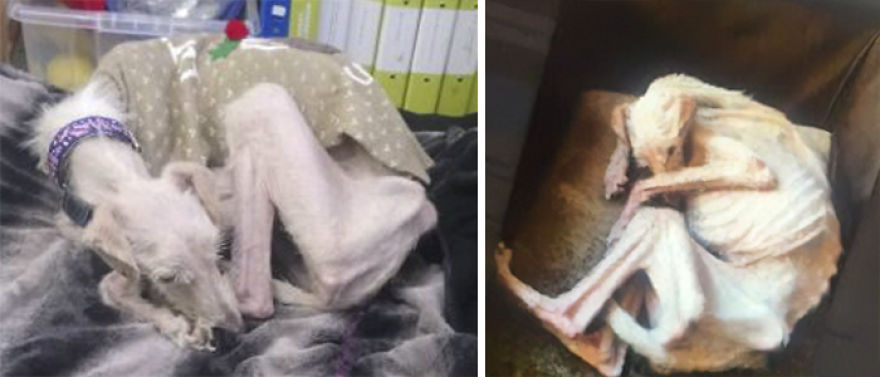 Dog Found On Streets In Near Death State Makes Full Recovery