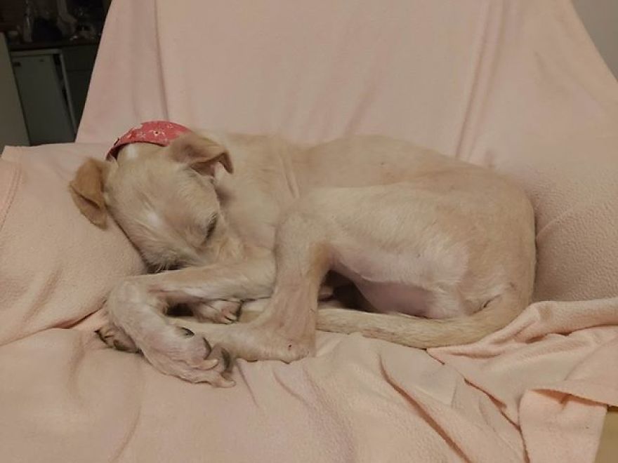 Dog Found On Streets In Near Death State Makes Full Recovery