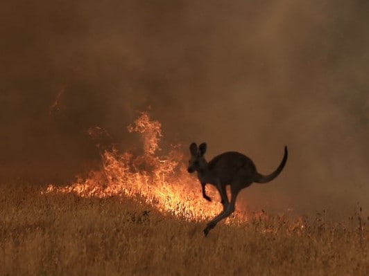 More than 500 million Animals Have Died in the horrific Australian Bushfires