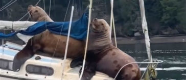 Massive Sea Lions Commandeer Someone’s Boat