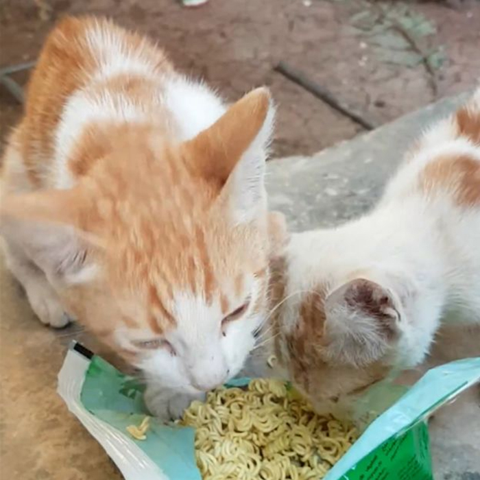 One Man Stays Behind in abandoned Syrian City to Take Care of Cats