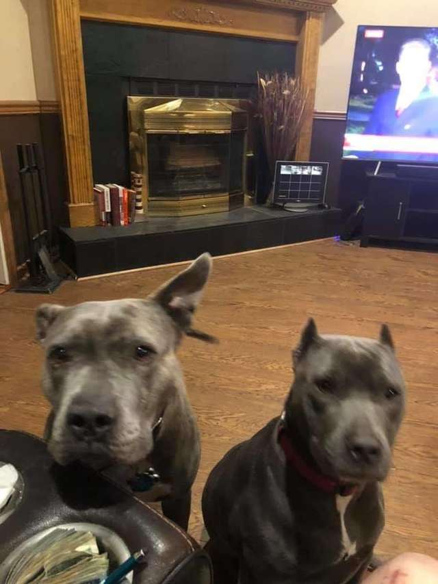 Rescued Pitbulls Stopped An Attempted Robbery To Save Their Owner's Life