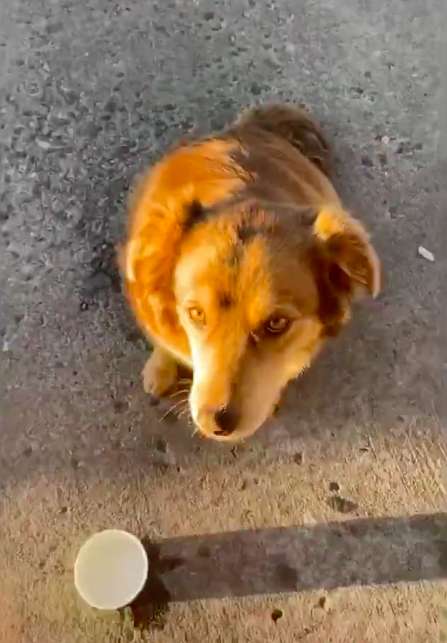 Stray Dog Comes Every Day At A Sandwich Shop To Eat Free Meal