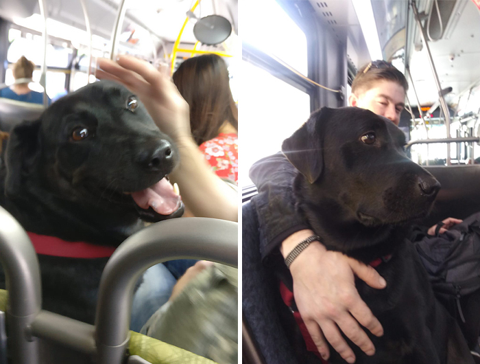 The Good Dog That Takes The Bus Ride To The Dog Park Everyday On Her Own; Even Has A Bus Pass Attached To Her Collar