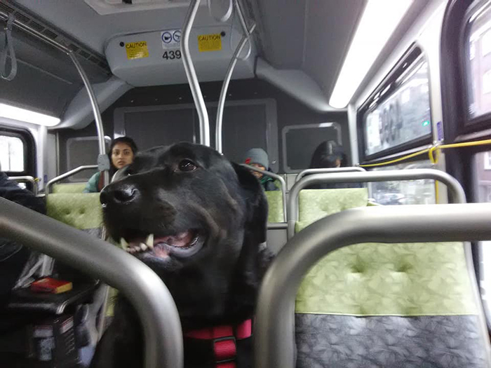 The Good Dog That Takes The Bus Ride To The Dog Park Everyday On Her Own; Even Has A Bus Pass Attached To Her Collar