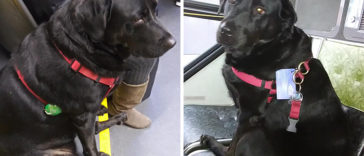 The Good Dog That Takes The Bus Ride To The Dog Park Everyday On Her Own; Even Has A Bus Pass Attached To Her Collar
