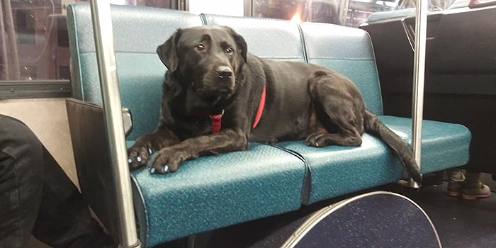 The Good Dog That Takes The Bus Ride To The Dog Park Everyday On Her Own; Even Has A Bus Pass Attached To Her Collar