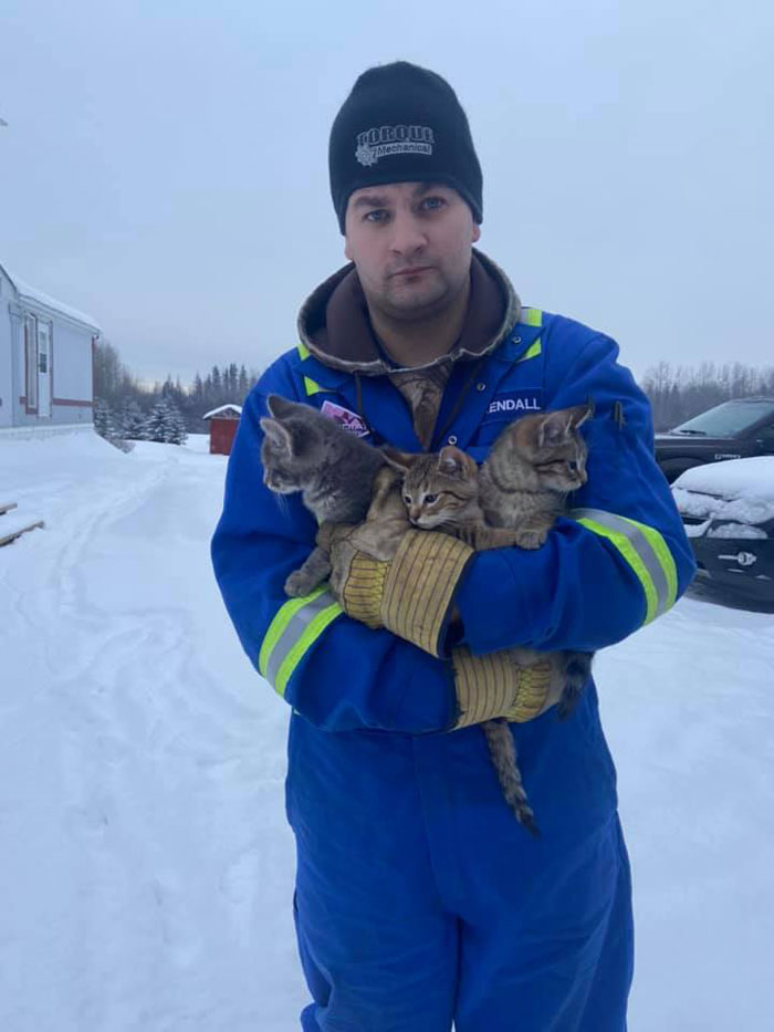 A Man Pour The Warm Coffee For Rescuing 3 Kittens That Had Frozen Stuck In The Ice For Hours