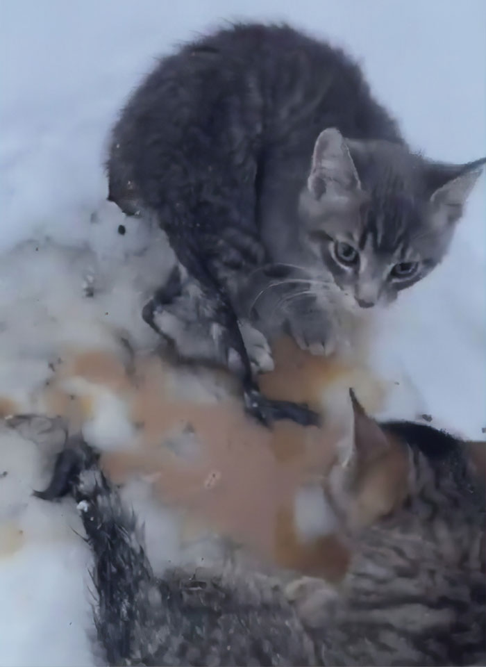 A Man Pour The Warm Coffee For Rescuing 3 Kittens That Had Frozen Stuck In The Ice For Hours