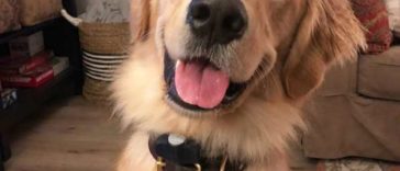 A Friendly Dog Waits Anxiously For Getting A Hug From His Favorite Mailman Every Day