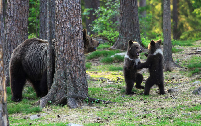 A Teacher Stumbled Upon 3 Baby Bears ‘Dancing’ In A Finland Forest; He First Thought He Was Imagining It