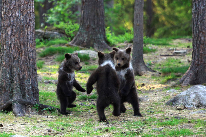 A Teacher Stumbled Upon 3 Baby Bears ‘Dancing’ In A Finland Forest; He First Thought He Was Imagining It