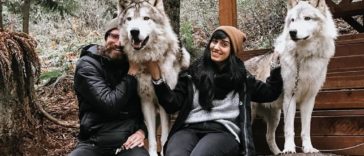 Anyone Can Visit This Island Filled With Friendly Wolves