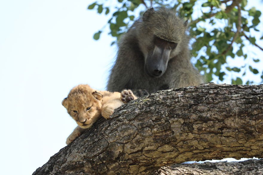 A Baboon Was Found Carrying A Lion Cub Similar To That of ‘The Lion King’ But The Reality Of It Is Really Unfortunate
