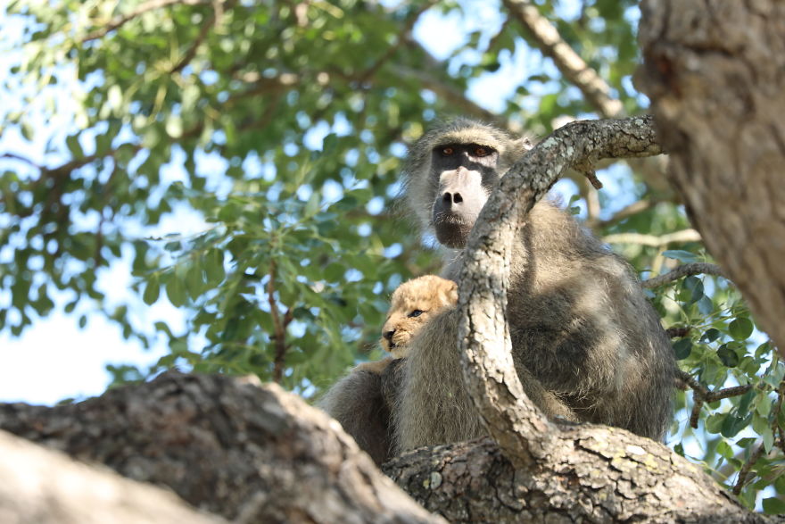 A Baboon Was Found Carrying A Lion Cub Similar To That of ‘The Lion King’ But The Reality Of It Is Really Unfortunate
