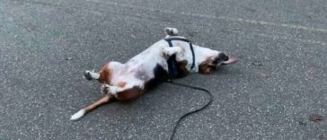 Chubby Yet Cute Dog Gives Up On His Exercise Right In The Middle Adorably
