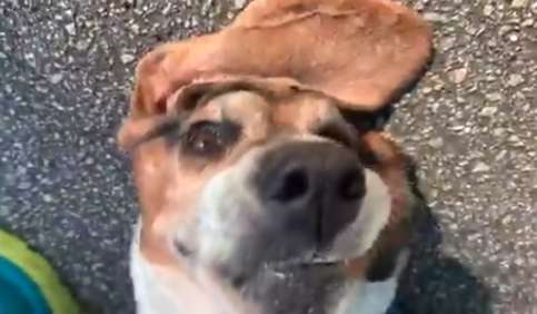 Chubby Yet Cute Dog Gives Up On His Exercise Right In The Middle Adorably