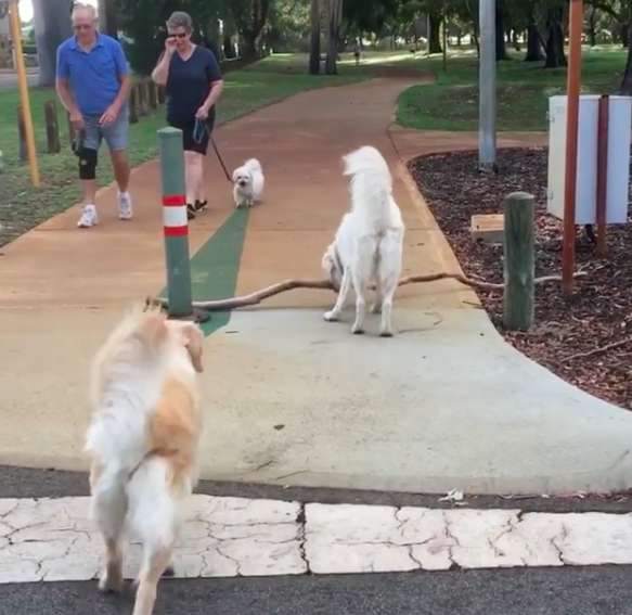 Dog Mom Helps Doggo Daughter Move The Giant Stick