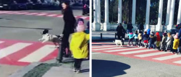 A Dog Stops The Traffic So That A Group Of Kids Can Cross The Street Safely