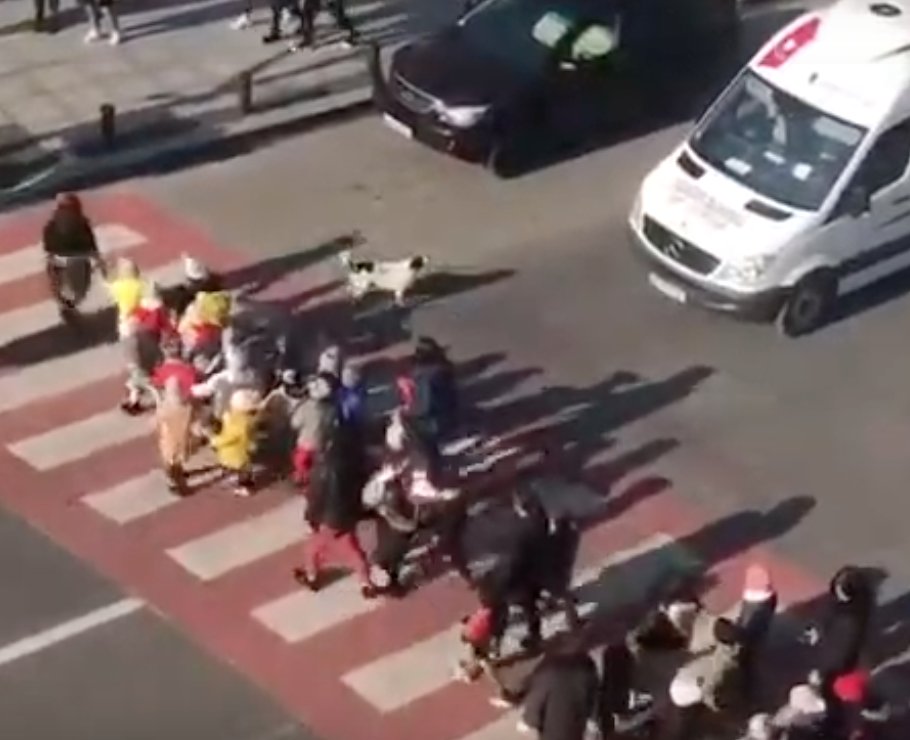 A Dog Stops The Traffic So That A Group Of Kids Can Cross The Street Safely