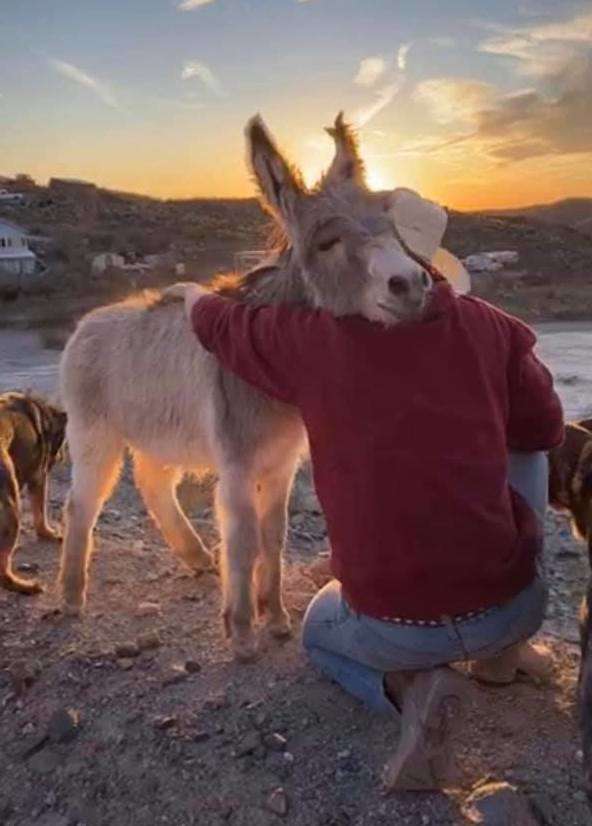 This Donkey Acts Like A Dog After He Sees His Dad Come Back Home